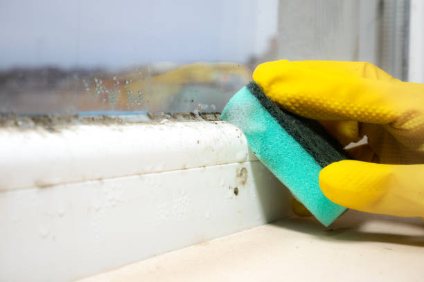 Best Certified Mold Removal  in Dunn, NC